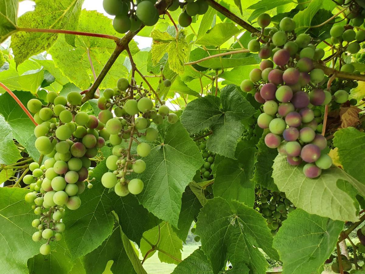 شقة Grape House Kintai Kinty المظهر الخارجي الصورة